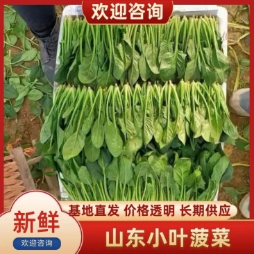 精品大棚菠菜大棚菠菜大量上市实力代办一手货源基地直发