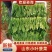 精品大棚菠菜大棚菠菜大量上市实力代办一手货源基地直发