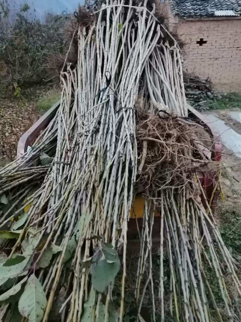 瓦利花牛苹果苗，个头大，颜色发黑，正在开挖