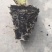 山东蔬菜种苗紫叶莴笋苗莴苣苗基地直发量大优惠