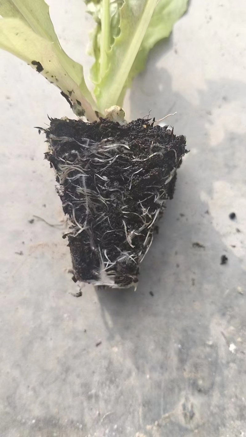 山东蔬菜种苗紫叶莴笋苗莴苣苗基地直发量大优惠