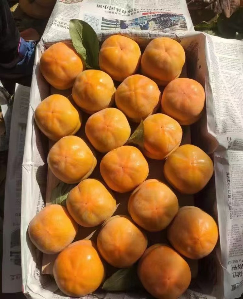 磨盘柿子产地直发