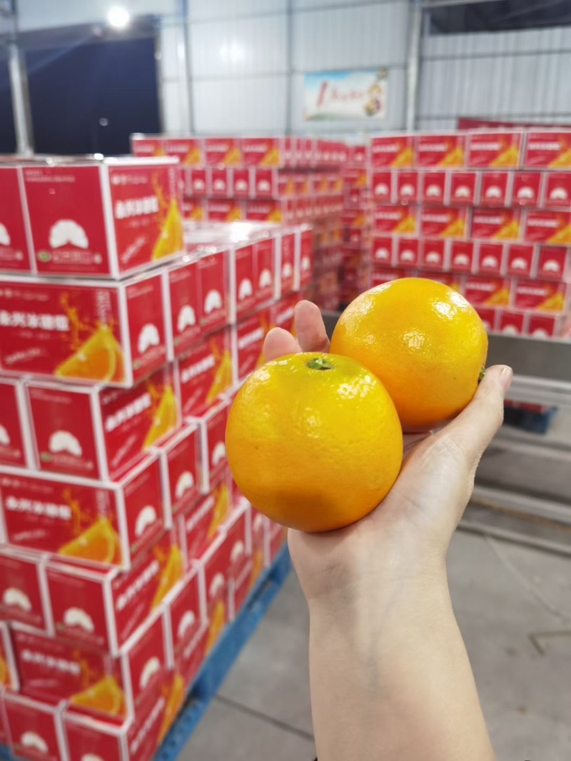 永兴冰糖橙