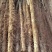 【推荐】河北大名白玉山药大量供应规格齐全可视频看货