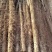 【推荐】河北大名白玉山药大量供应规格齐全可视频看货
