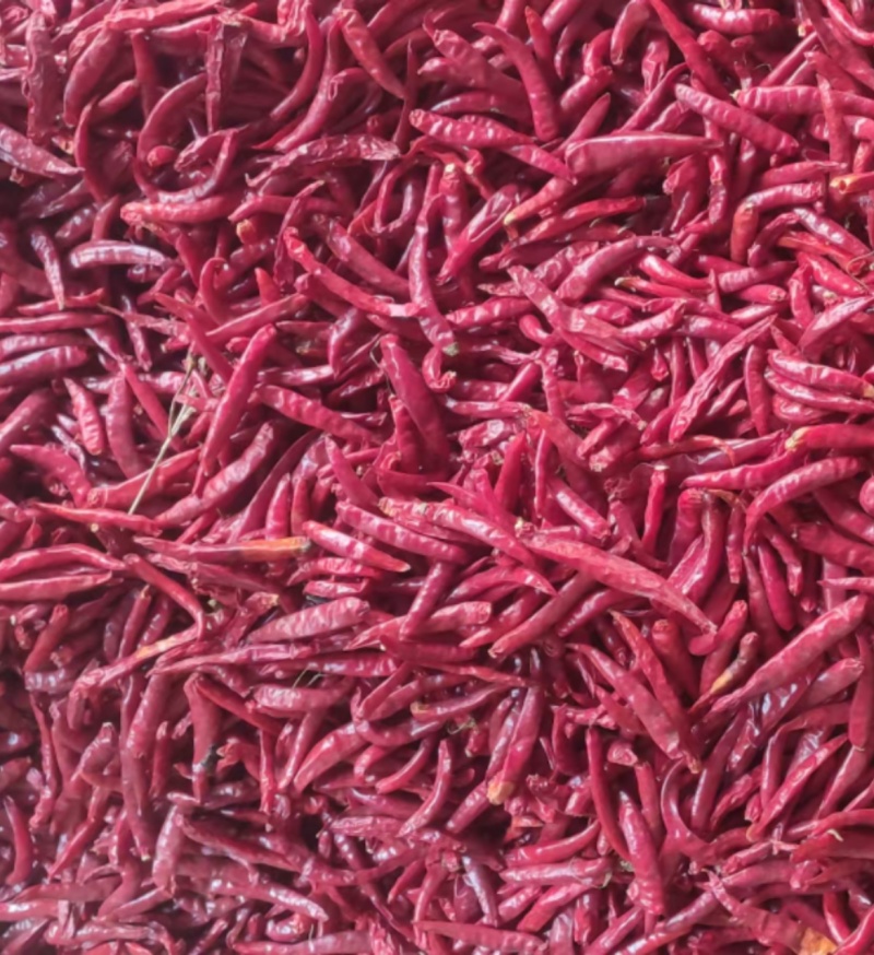 精品干辣椒大量上市优质红皮花皮规格齐全欢迎来电