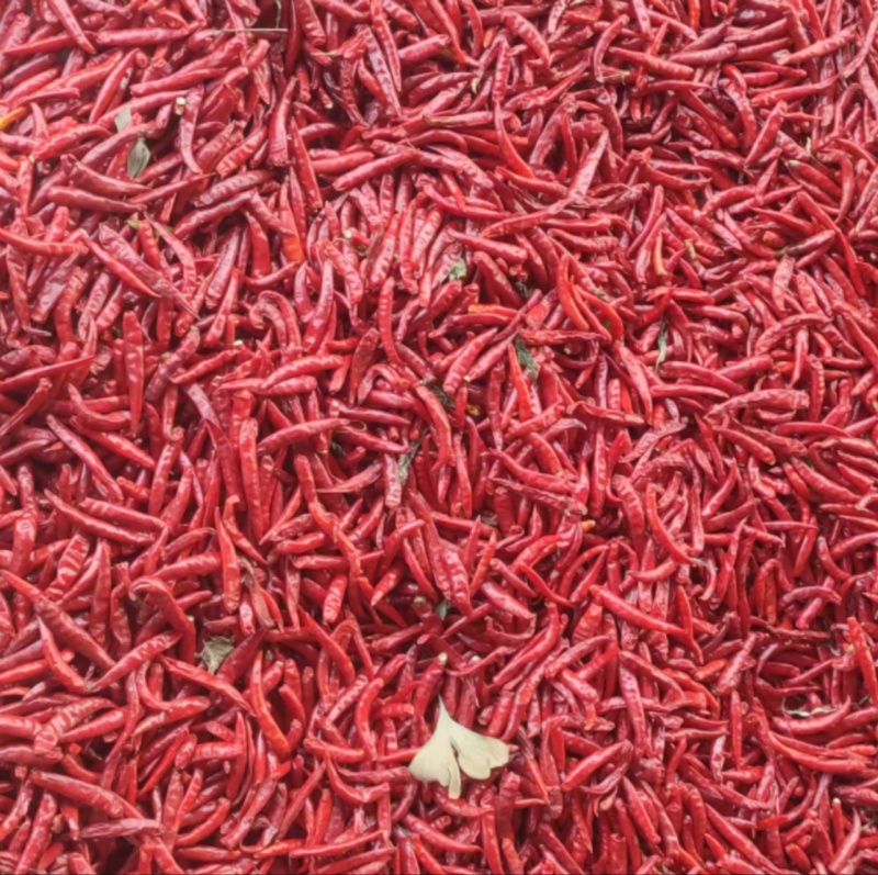 精品干辣椒大量上市优质红皮花皮规格齐全欢迎来电