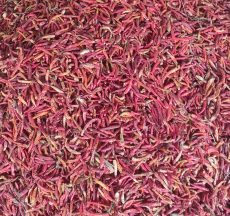 精品干辣椒大量上市优质红皮花皮规格齐全欢迎来电