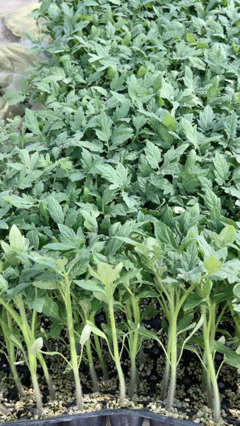 大粉西红柿苗，越夏，越冬番茄苗，硬粉西红柿苗，嫁接番茄苗