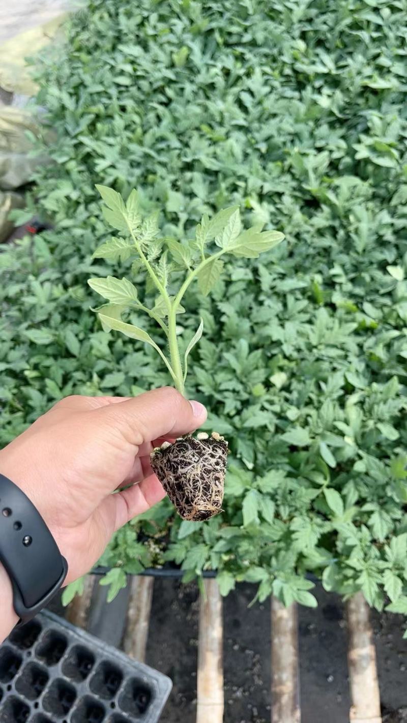 大粉西红柿苗，越夏，越冬番茄苗，硬粉西红柿苗，嫁接番茄苗
