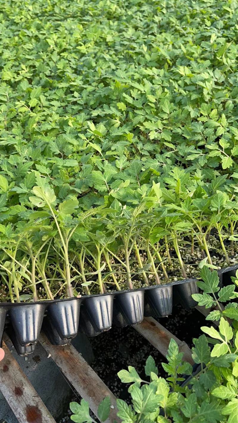 大粉西红柿苗，越夏，越冬番茄苗，硬粉西红柿苗，嫁接番茄苗
