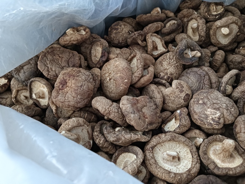 香菇批发，香菇棒批发