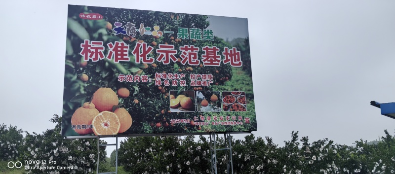 四川爱媛橙，爱媛38号果冻橙，不失水不失水质量保证