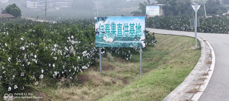 四川爱媛橙，爱媛38号果冻橙，不失水不失水质量保证