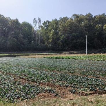湖北西兰花精品小米粒长量上市中产地直发货源充足
