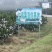 青见，四川青见柑橘，爱媛果冻橙，产地直发