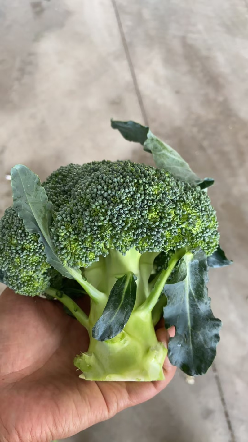 湖北西兰花精品小米粒长量上市中产地直发货源充足