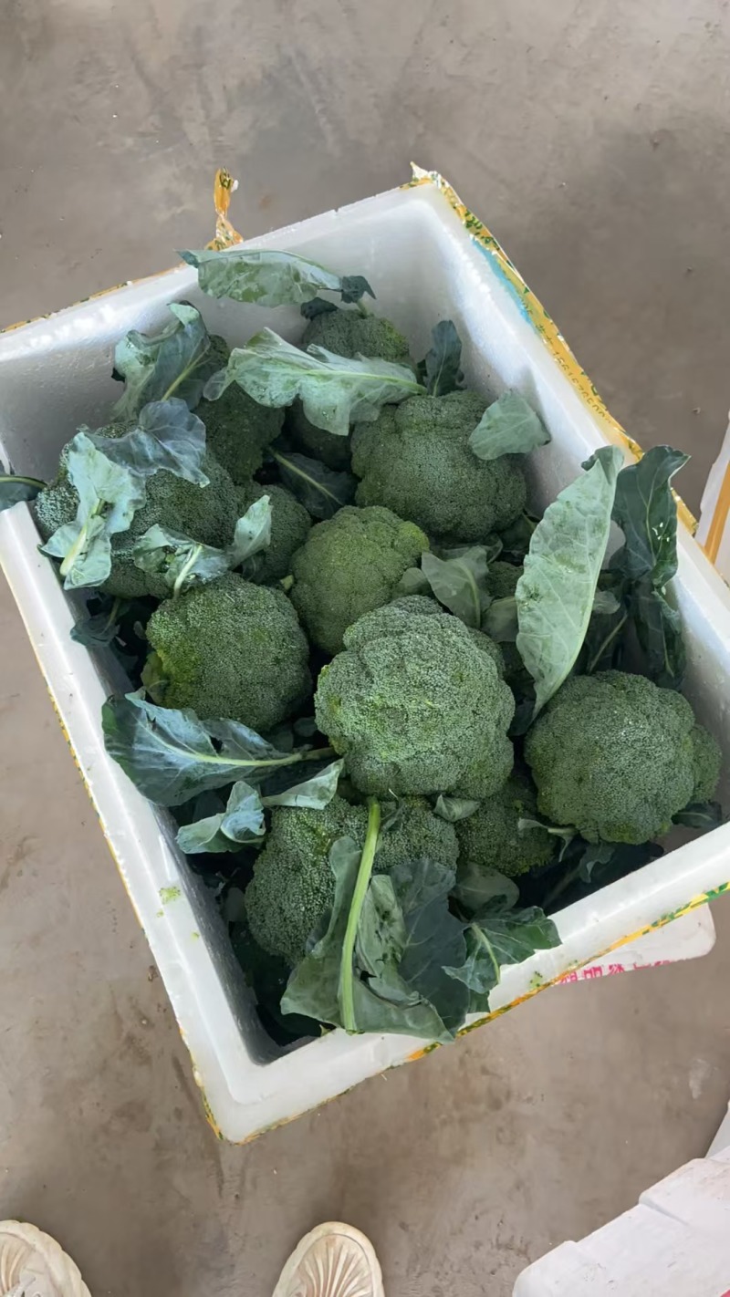 湖北西兰花精品小米粒长量上市中产地直发货源充足