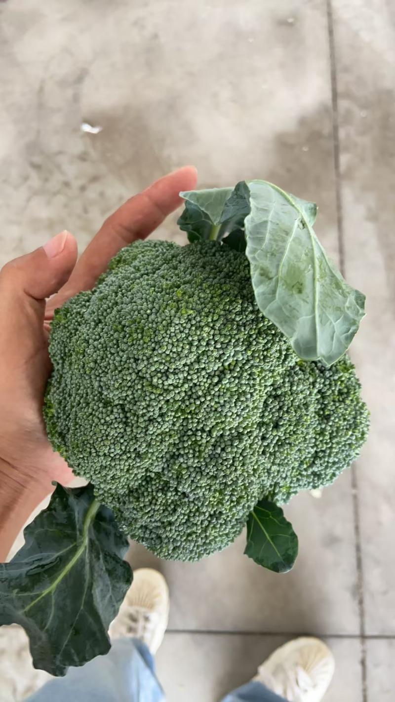 湖北西兰花精品小米粒长量上市中产地直发货源充足