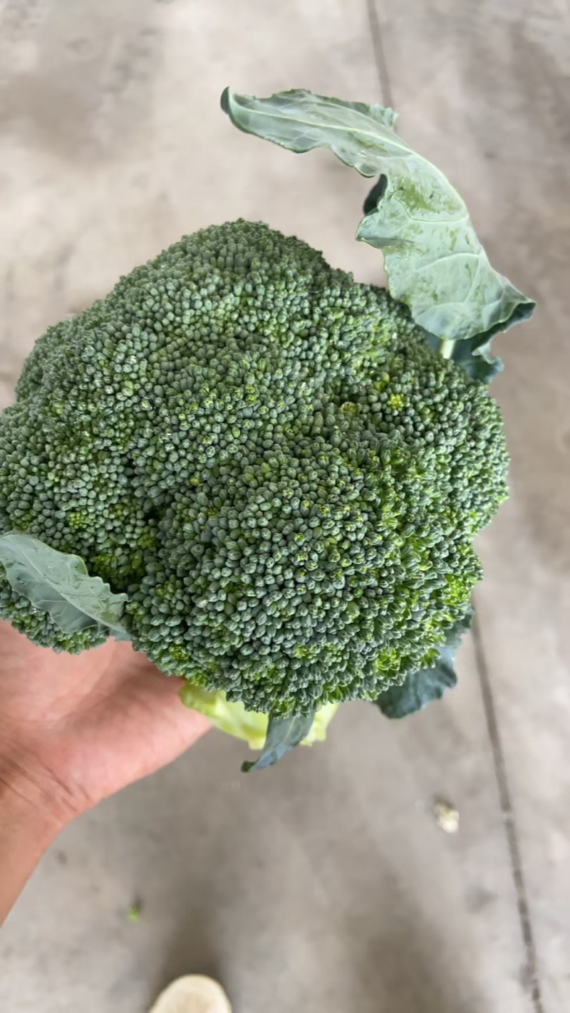 湖北西兰花精品小米粒长量上市中产地直发货源充足