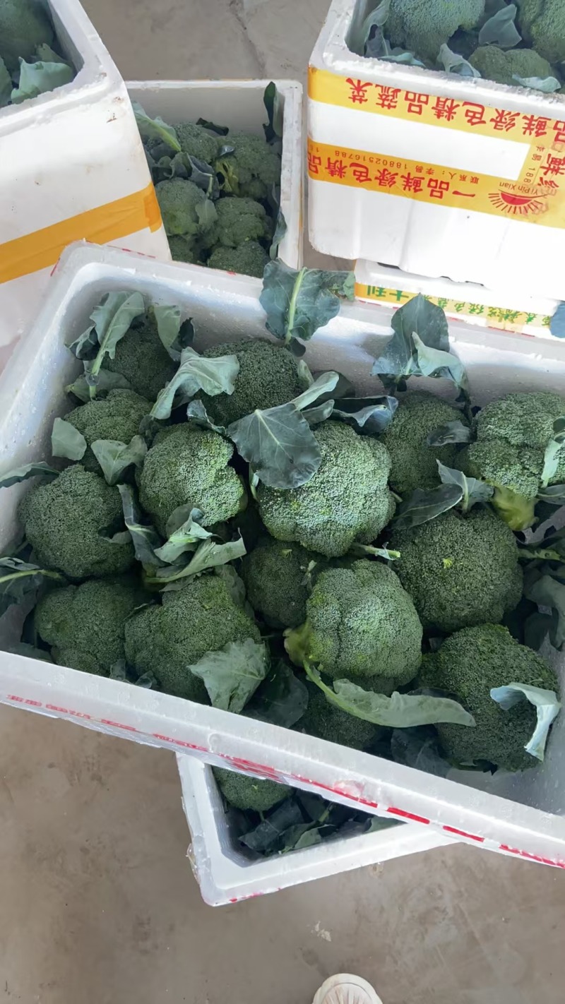 湖北西兰花精品小米粒长量上市中产地直发货源充足