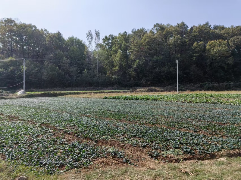 湖北西兰花精品小米粒长量上市中产地直发货源充足