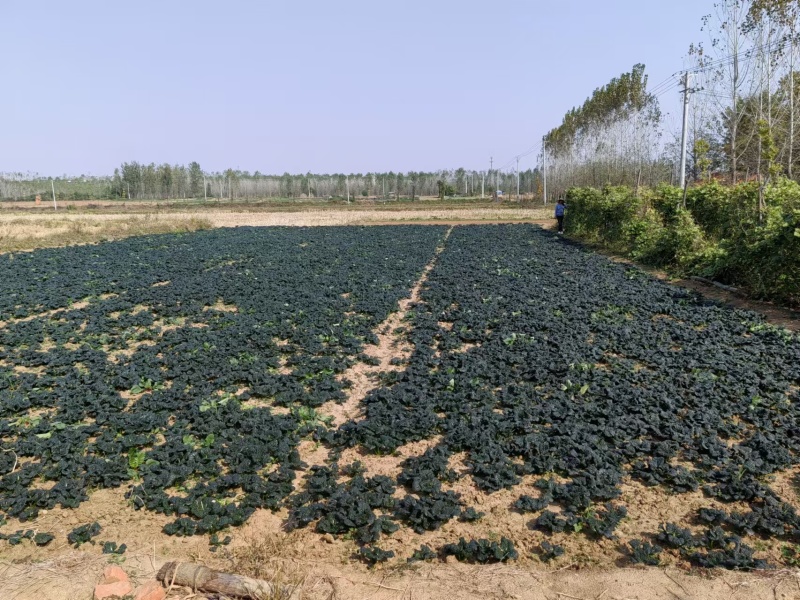 湖北西兰花精品小米粒长量上市中产地直发货源充足