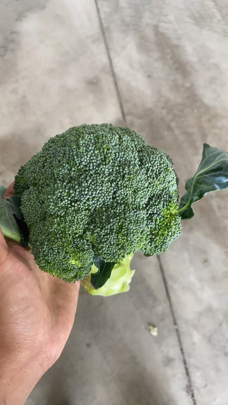 湖北西兰花精品小米粒长量上市中产地直发货源充足