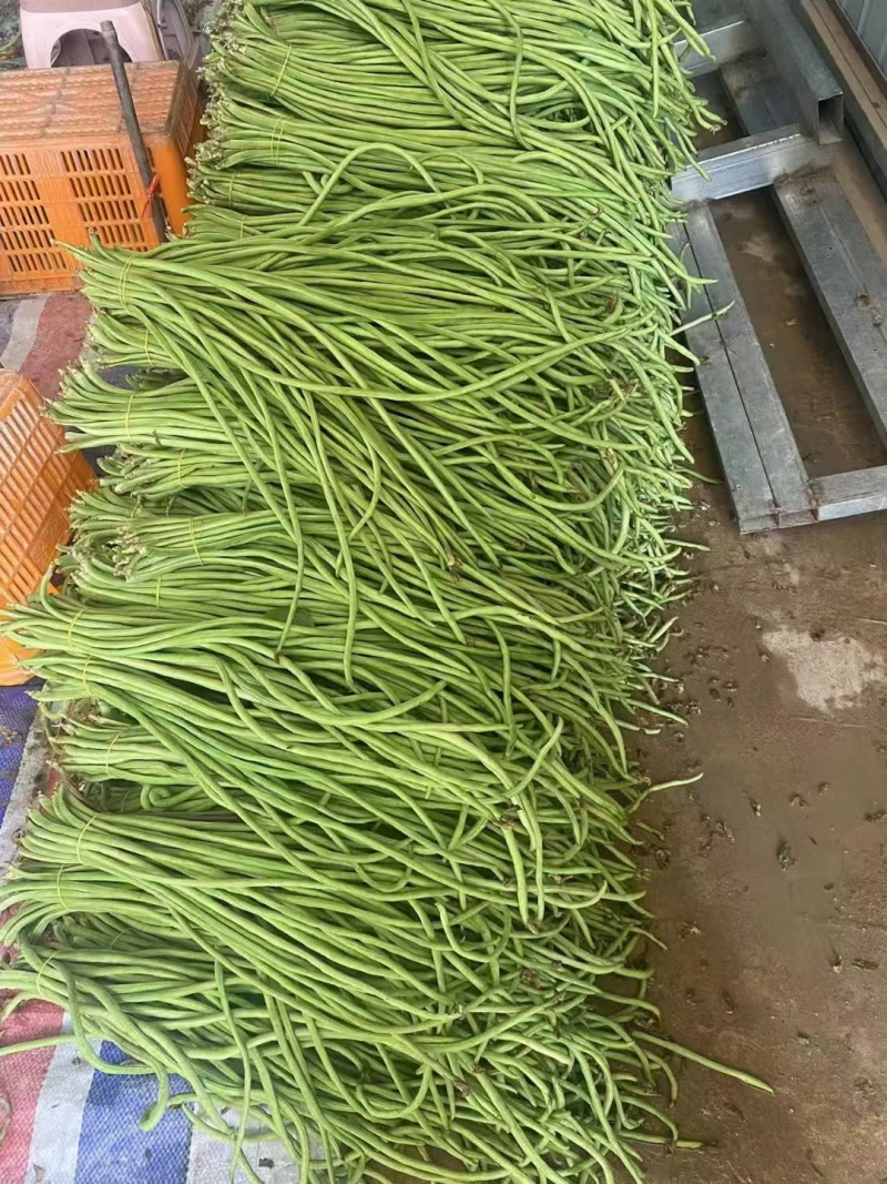 云南缸豆新鲜上市，视频看货，对接商超市场电商社区团购