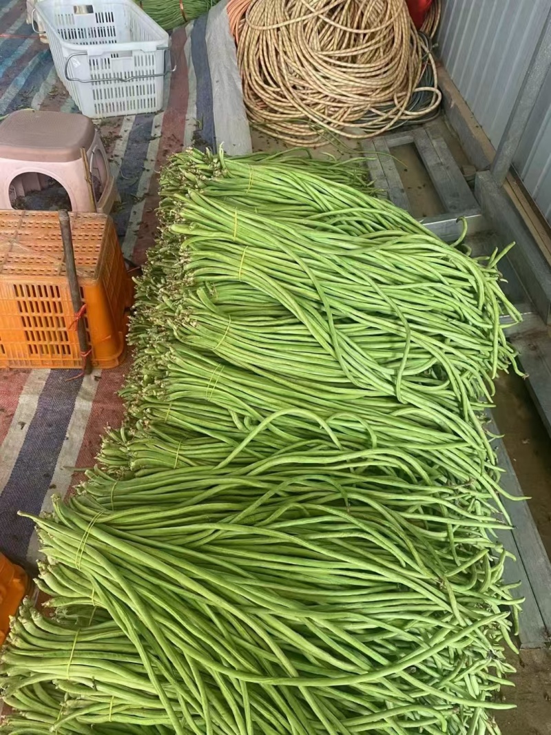 云南缸豆新鲜上市，视频看货，对接商超市场电商社区团购