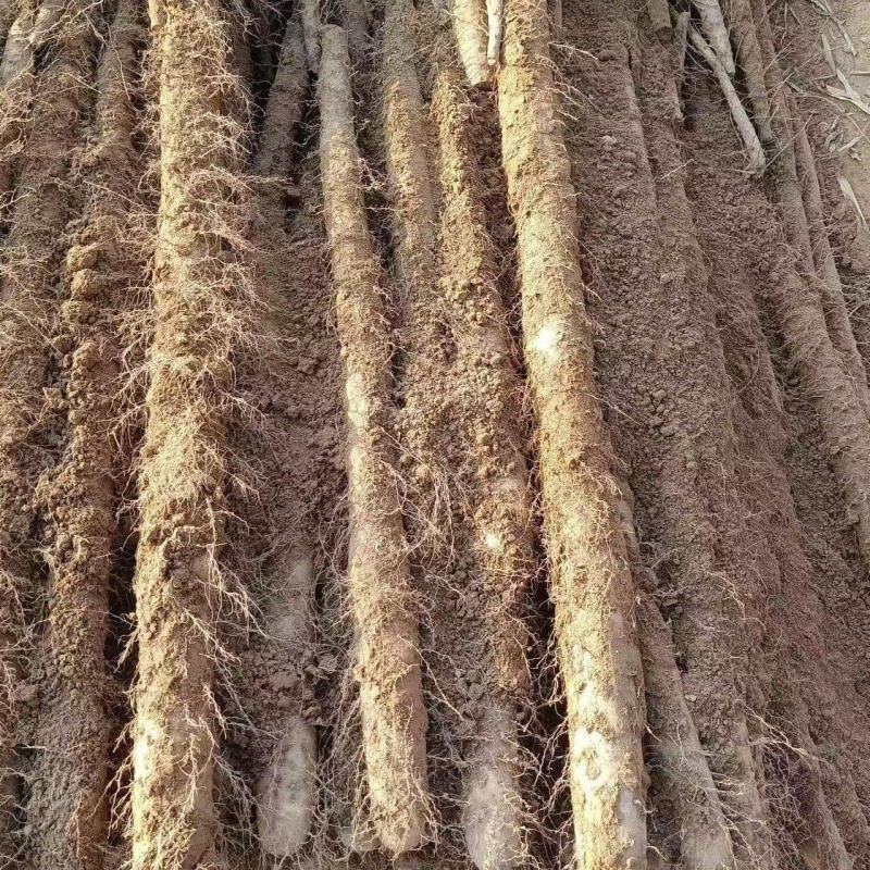 河北白玉山药大量供应规格齐全品质保证量大优惠全国发货