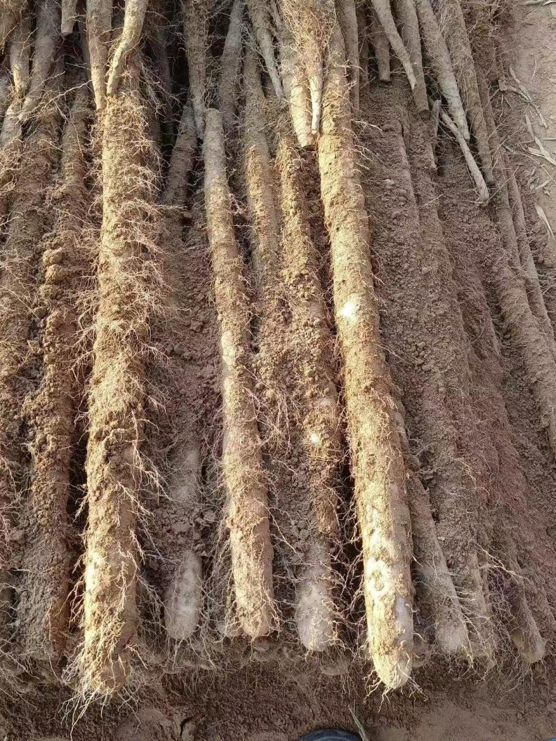 河北白玉山药大量供应规格齐全品质保证量大优惠全国发货