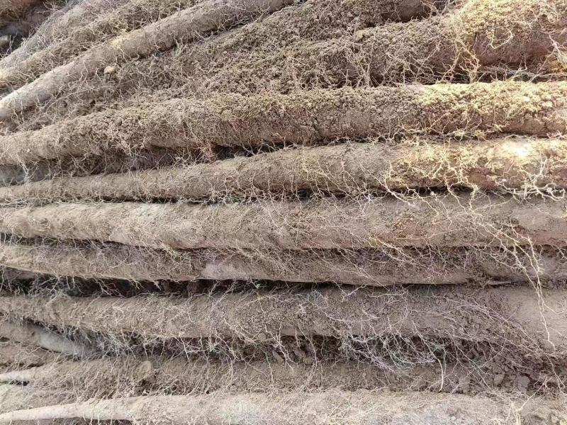 河北白玉山药大量供应规格齐全品质保证量大优惠全国发货