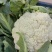 精品松花大量上市
