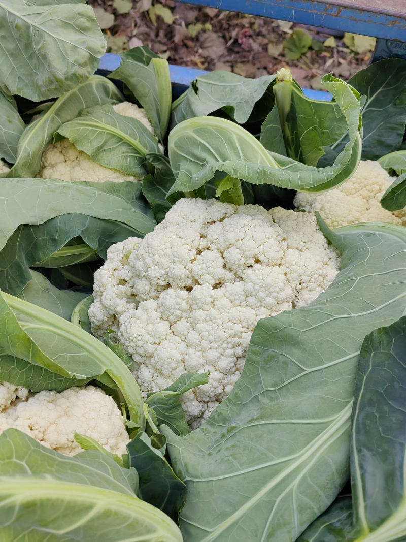 精品松花大量上市