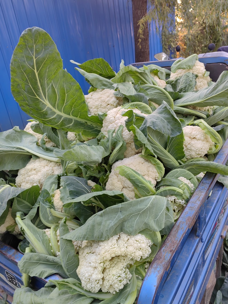 精品松花大量上市