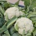 精品松花大量上市
