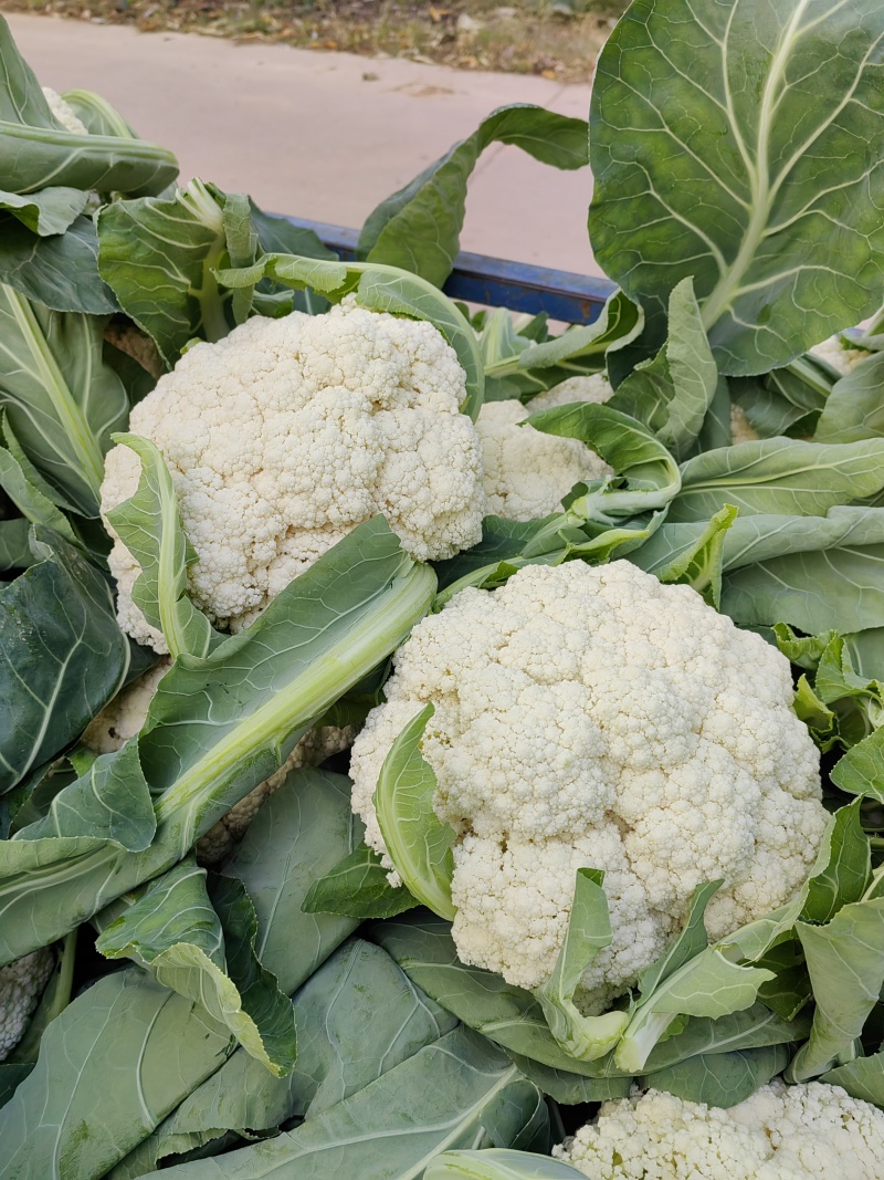 精品松花大量上市