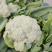 精品松花大量上市