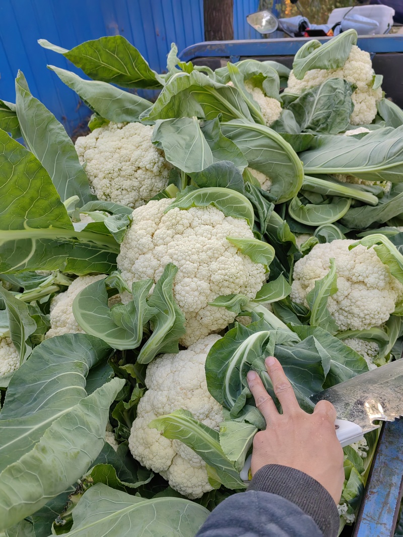 精品松花大量上市