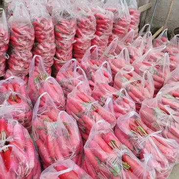 陕西汉中城固精品红皮萝卜质量好，产地直销诚信经营