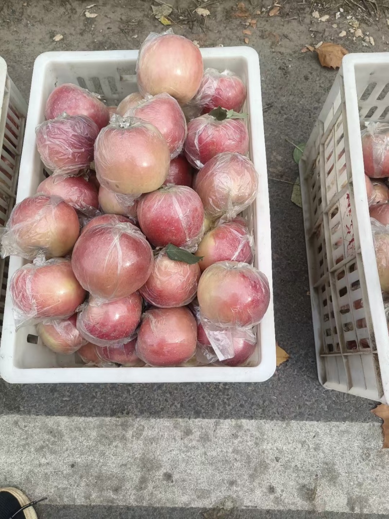 江苏丰县大沙河红富士以大量上市可视频看货