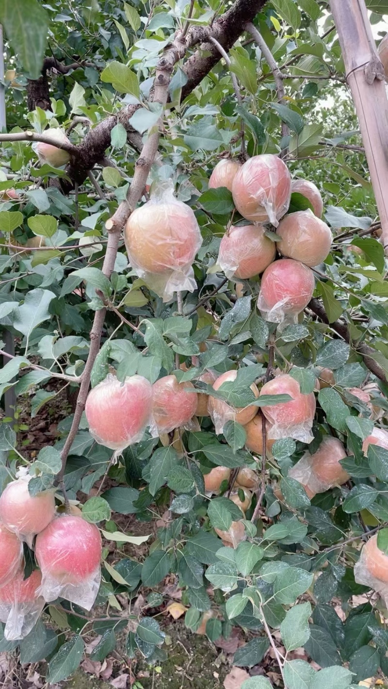 江苏丰县大沙河红富士以大量上市可视频看货