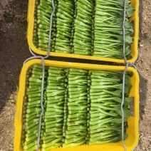 精品菜心大量现货，产地现采现发品质保证欢迎来电洽谈