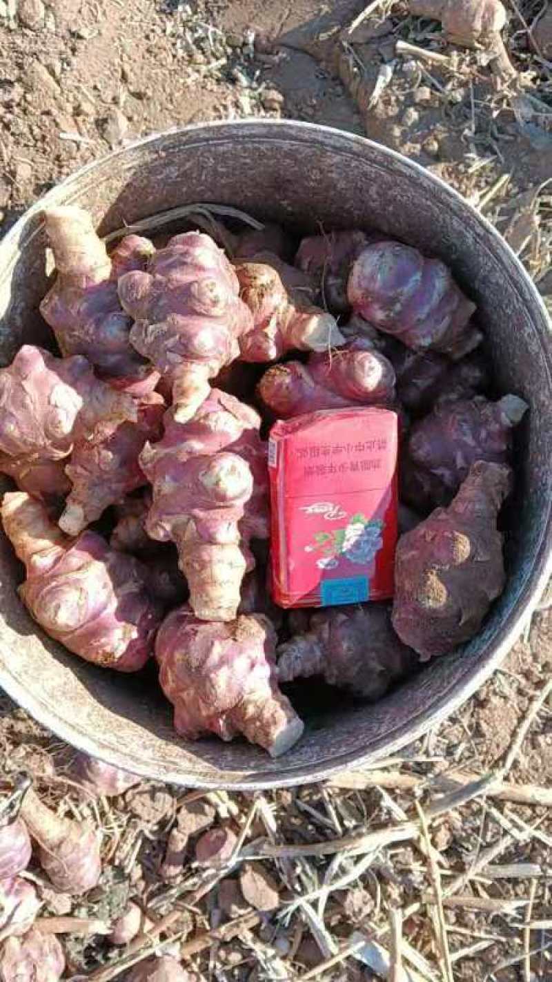 白洋姜红洋姜
