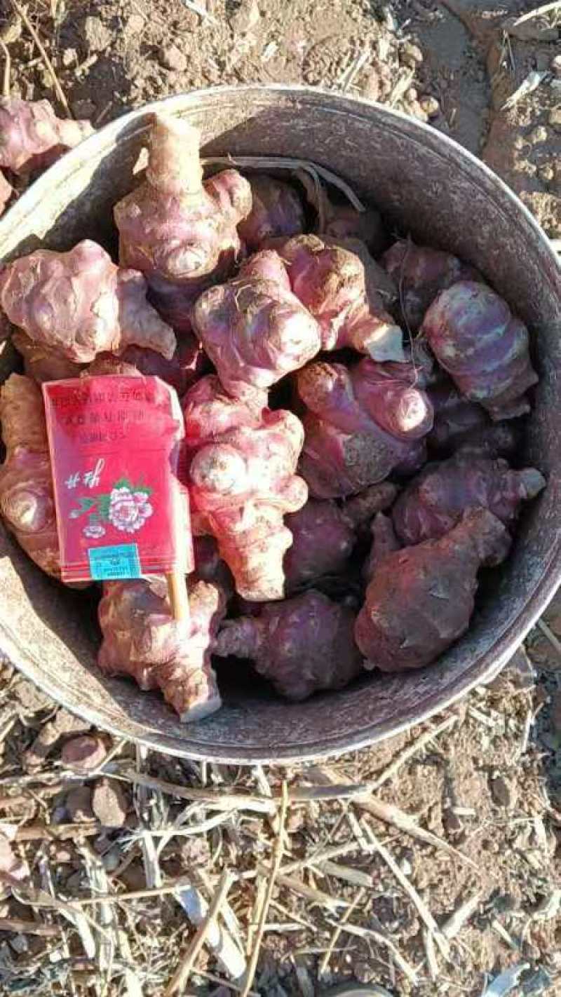 白洋姜红洋姜