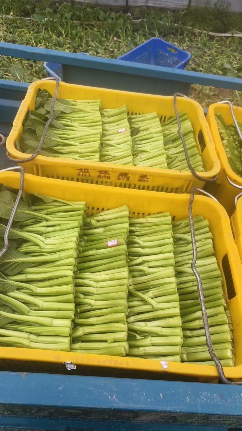 精品菜心大量现货，产地现采现发品质保证欢迎来电洽谈