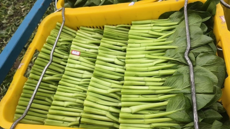 精品菜心大量现货，产地现采现发品质保证欢迎来电洽谈