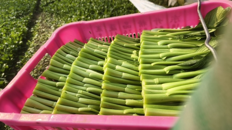 精品菜心大量现货，产地现采现发品质保证欢迎来电洽谈
