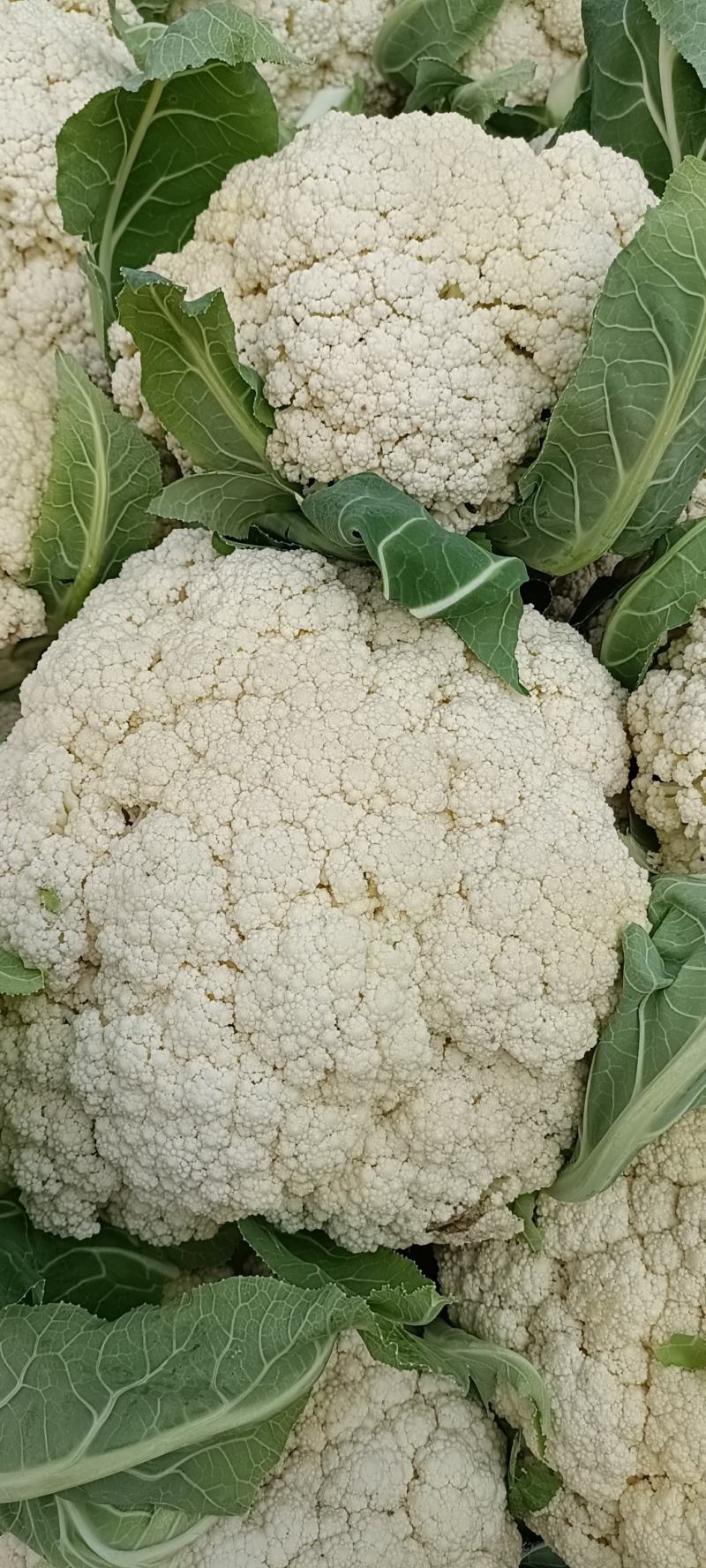 精品白面青梗松花
